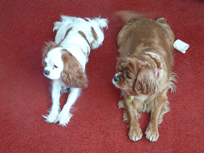Holly and Daisy