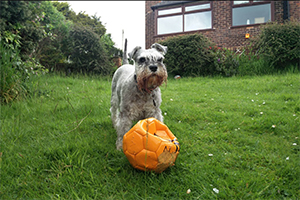 Alfie