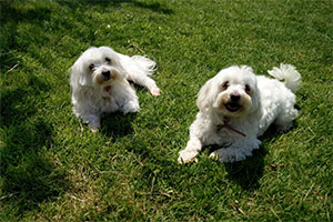 Pip and Missy